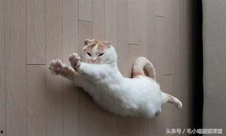 猫咪冠军爆料视频大全最新,揭秘视频大全背后的精彩瞬间