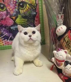 猫咪冠军爆料视频大全最新,揭秘视频大全背后的精彩瞬间