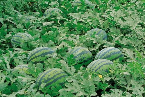 网红吃瓜群聚集地,网络社交新现象的聚集地