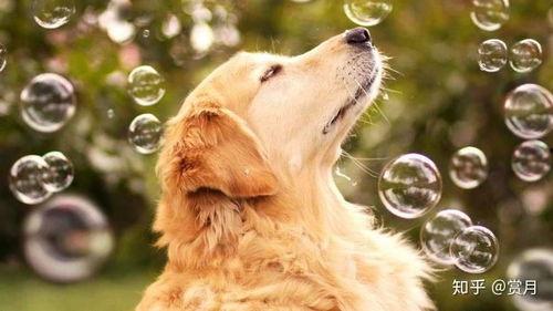 二狗爆料生活视频大全最新,揭秘生活视频大全背后的精彩瞬间