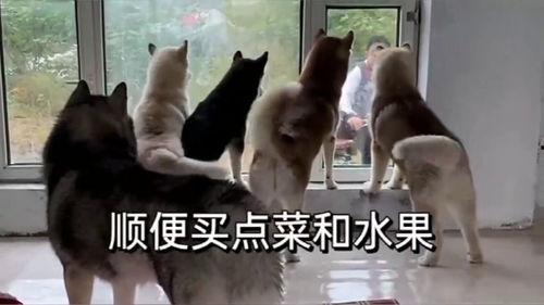 二狗爆料生活视频大全最新,揭秘生活视频大全背后的精彩瞬间