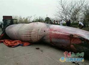 屠宰最新爆料新闻视频,屠宰场内幕惊人，视频揭露行业黑幕