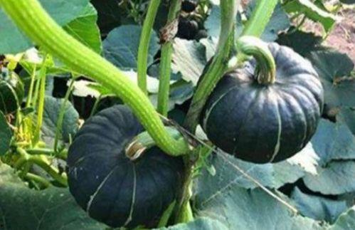 网红八卦吃瓜大全图片,网红八卦吃瓜大全，揭秘娱乐圈幕后真相