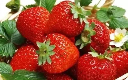 草莓皮肤爆料视频大全最新,揭秘最新游戏角色魅力瞬间