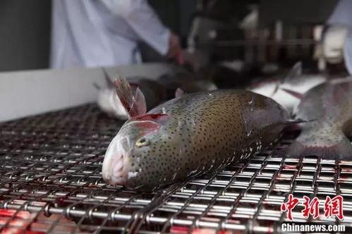 三文鱼最新爆料图片,揭秘神秘海域的珍稀品种