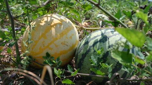 718sx吃瓜娱乐去哪里了,探寻消失的瓜圈传奇