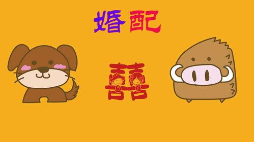 猪配猪视频在线观看,猪配猪视频在线观看，萌态百出