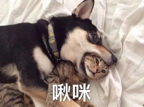 舞帝二哈爆料视频大全最新,揭秘娱乐圈幕后真相