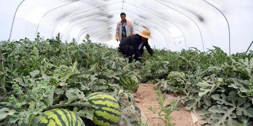 兰州新瓜最新爆料,揭秘瓜城最新热点事件