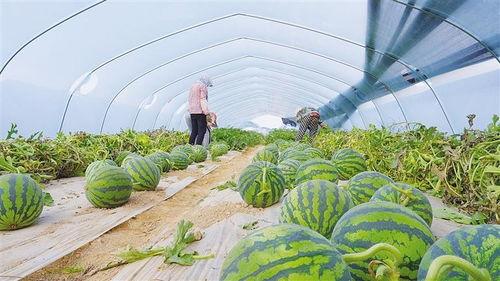 兰州新瓜最新爆料,揭秘瓜城最新热点事件