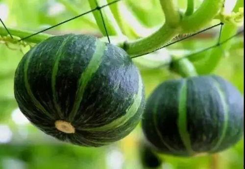 山东网红吃瓜事件真相视频,还原背后真相