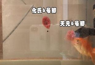 科学钓鱼爆料视频大全,视频大全深度解析